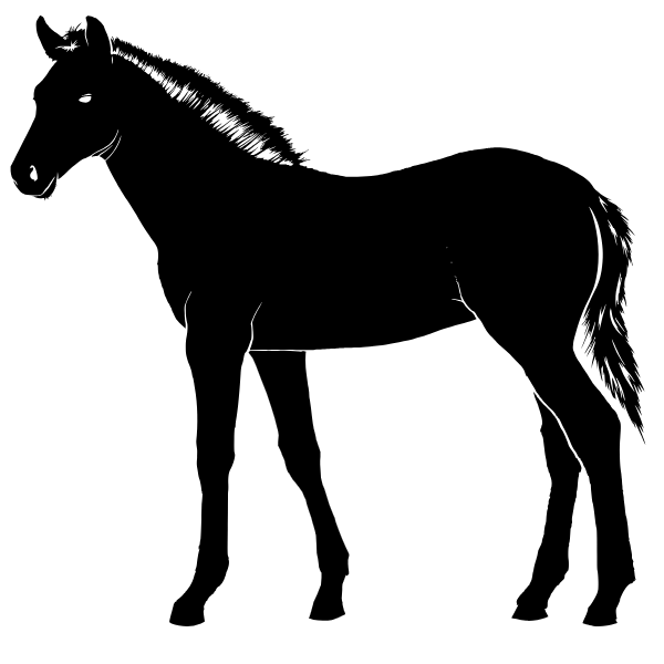 animal Animal Horse Shadow Young